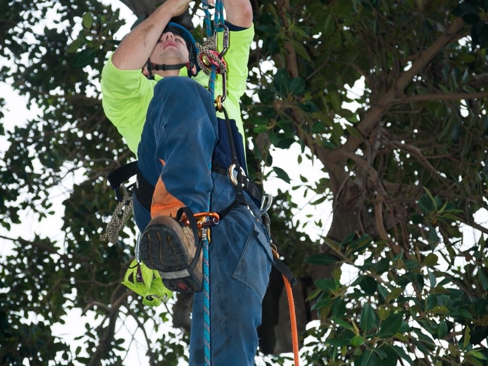 Qualified arborist working in a mature tree during a property survey in Stirling