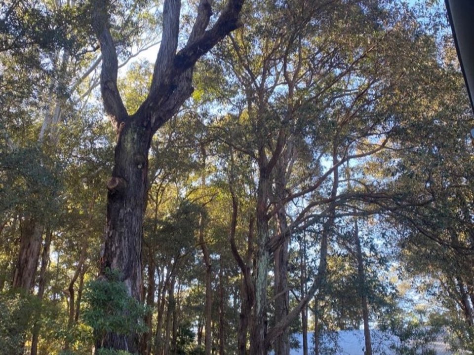 Mature trees in Stirling parkland with a property visible in the background